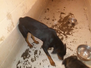 Rottweiler-Unknown Mix Dogs for adoption in Roanoke, TX, USA