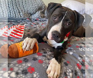 American Staffordshire Terrier Dogs for adoption in Westminster, MA, USA