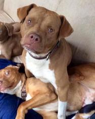 Bullboxer Pit Dogs for adoption in Rowayton, CT, USA