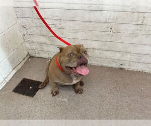 Bulldog Dogs for adoption in San Bernardino, CA, USA