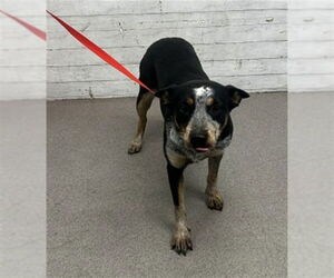 Texas Heeler Dogs for adoption in San Bernardino, CA, USA