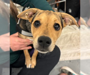 Jack Russell Terrier-Papillon Mix Dogs for adoption in Brooklyn Center, MN, USA