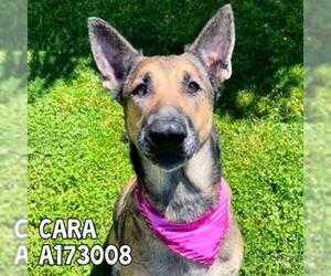 German Shepherd Dog Dogs for adoption in Tulsa, OK, USA