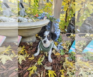 Chihuahua Dogs for adoption in St. Louis Park, MN, USA