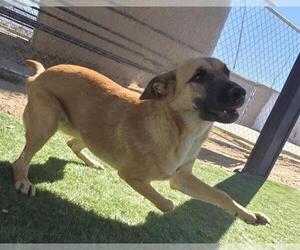 German Shepherd Dog-Unknown Mix Dogs for adoption in HESPERIA, CA, USA
