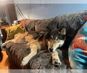 German Shepherd Dog-Huskies Mix Dogs for adoption in Alturas, CA, USA