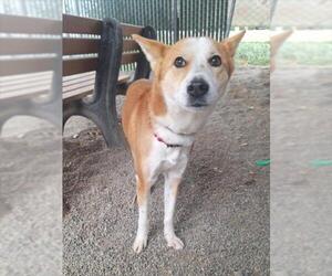 Border Collie-Unknown Mix Dogs for adoption in Woodland, CA, USA