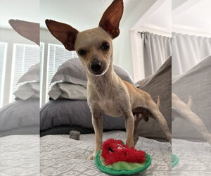 Chihuahua-Unknown Mix Dogs for adoption in Davis, CA, USA