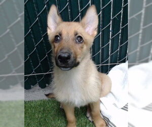 Mutt Dogs for adoption in Downey, CA, USA
