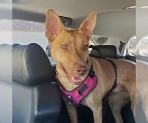 Pharaoh Hound-Unknown Mix Dogs for adoption in Colorado Springs, CO, USA