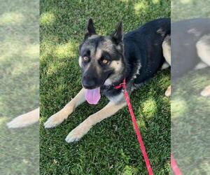 German Shepherd Dog Dogs for adoption in Woodland, CA, USA