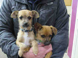 Chihuahua Dogs for adoption in Frisco, CO, USA