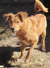 Pembroke Welsh Corgi Dogs for adoption in Peralta, NM, USA