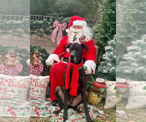 Great Dane Dogs for adoption in Bullard, TX, USA