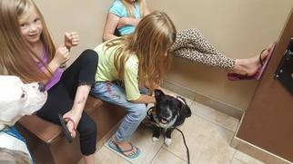 Shih Tzu Dogs for adoption in aurora, IL, USA