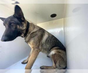 German Shepherd Dog-Unknown Mix Dogs for adoption in Houston, TX, USA