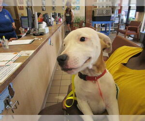 Dogo Argentino Dogs for adoption in Ocala, FL, USA
