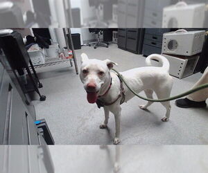 Labrador Retriever-Unknown Mix Dogs for adoption in Palmetto, FL, USA
