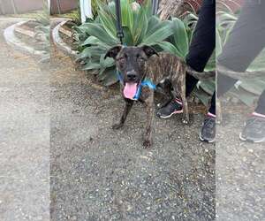Labrador Retriever-Unknown Mix Dogs for adoption in San Diego, CA, USA