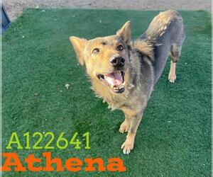 German Shepherd Dog Dogs for adoption in HESPERIA, CA, USA