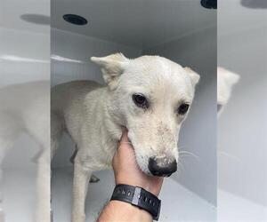 - Mix Dogs for adoption in Houston, TX, USA