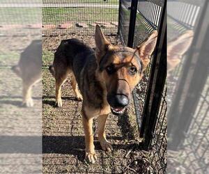 German Shepherd Dog Dogs for adoption in San Antonio, TX, USA