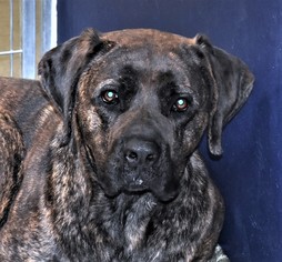 Mastiff Dogs for adoption in San Jacinto, CA, USA