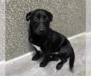 Chihuahua-Unknown Mix Dogs for adoption in Santa Rosa, CA, USA