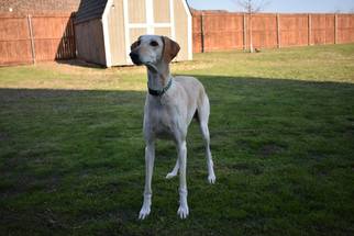 Saluki Dogs for adoption in Richardson, TX, USA