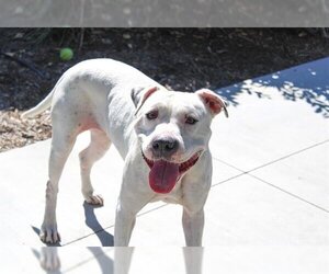 Bullypit Dogs for adoption in Orange, CA, USA