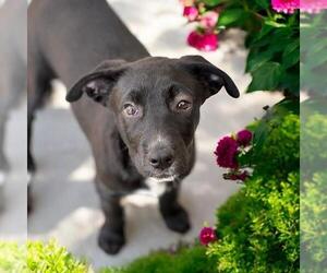 Labrador Retriever-Unknown Mix Dogs for adoption in San Diego, CA, USA