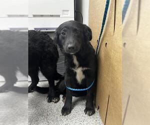 Border Collie-Unknown Mix Dogs for adoption in Pasadena, TX, USA