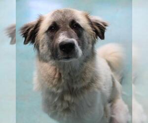 Great Pyrenees Dogs for adoption in Guthrie, OK, USA