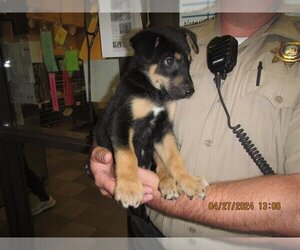 German Shepherd Dog-Unknown Mix Dogs for adoption in Santa Rosa, CA, USA