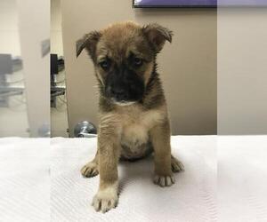 German Shepherd Dog-Unknown Mix Dogs for adoption in Conroe, TX, USA