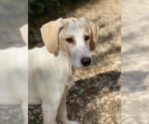 Coonhound Dogs for adoption in Waco, TX, USA