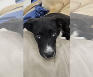 Anatolian Pyrenees Dogs for adoption in Royal Palm Beach, FL, USA