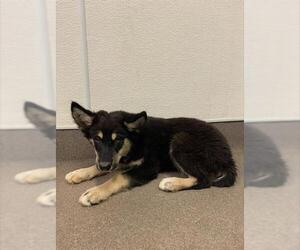 German Shepherd Dog Dogs for adoption in HESPERIA, CA, USA