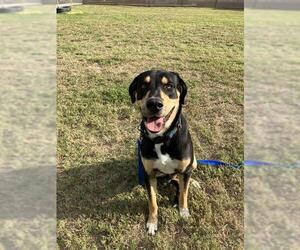 Shepradors Dogs for adoption in Corpus Christi, TX, USA