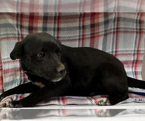 Australian Kelpie-Unknown Mix Dogs for adoption in HESPERIA, CA, USA