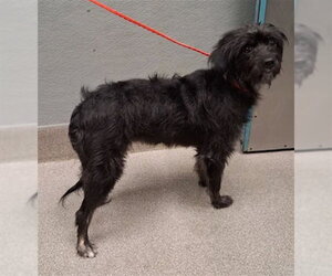 Mutt Dogs for adoption in Las Vegas, NV, USA