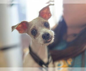 Shih Tzu-Unknown Mix Dogs for adoption in Raleigh, NC, USA