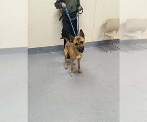 German Shepherd Dog-Unknown Mix Dogs for adoption in Louisville, KY, USA