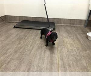 Dachshund Dogs for adoption in Pasadena, CA, USA