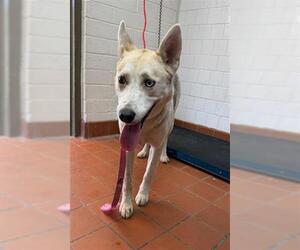 Huskies -Unknown Mix Dogs for adoption in Camarillo, CA, USA