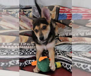Australian Cattle Dog-Unknown Mix Dogs for adoption in Santa Rosa, CA, USA