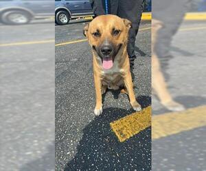 Labrador Retriever Dogs for adoption in Houston, TX, USA