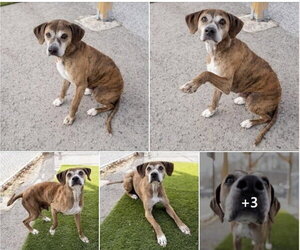 Medium Photo #2 Mutt Puppy For Sale in Springdale, PA, USA