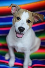 Mutt Dogs for adoption in Panama City, FL, USA
