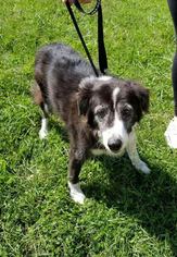 Border Collie Dogs for adoption in Maryville, TN, USA